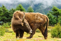 A dzopkyo - most of the so-called "yaks" around the Khumbu are actually dzopkyo (male) or dzum (female), the offspring of pure-blood yaks and cows or Tibetan bulls.