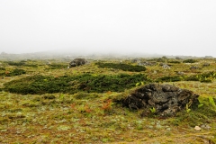 Above 4000 m now - this is the change in flora above the treeline....just small shrubbery now